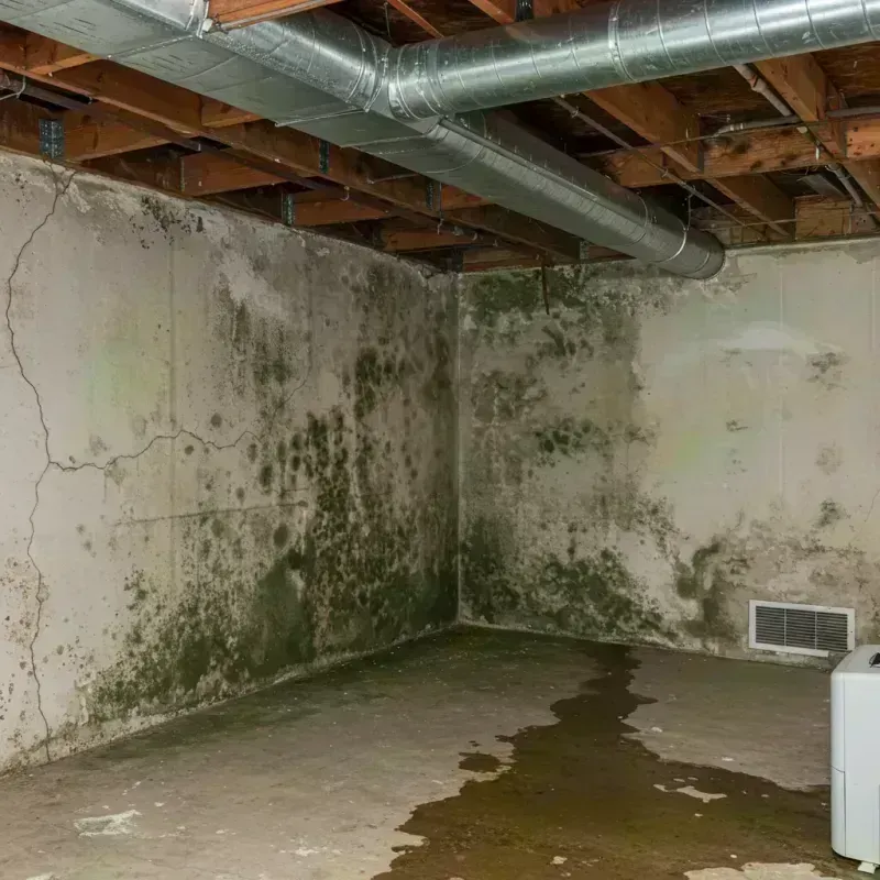 Professional Mold Removal in Uniontown, PA